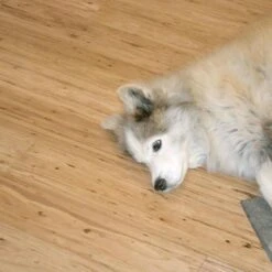 CALI Vinyl Pro Classic 10-Piece 7.12-in X 48-in Natural Eucalyptus Luxury Vinyl Plank Flooring -Master Locks Shop 810124035037 12028265 1800x1800